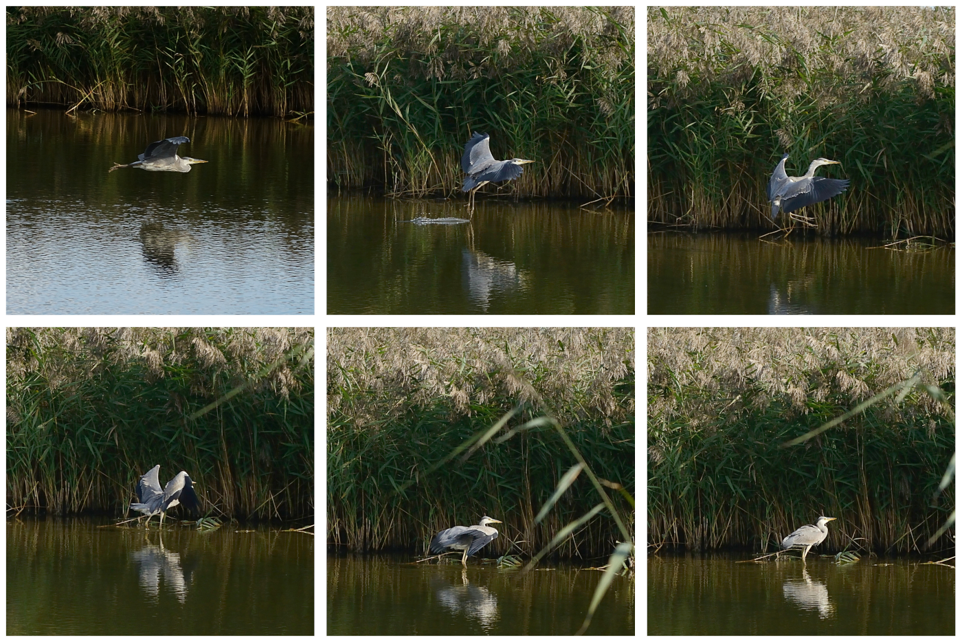 Die Landung des Graureihers