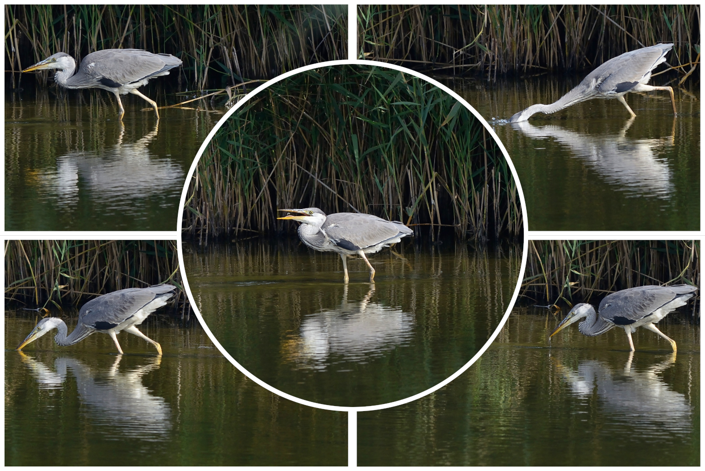 Collage fressender Graureiher