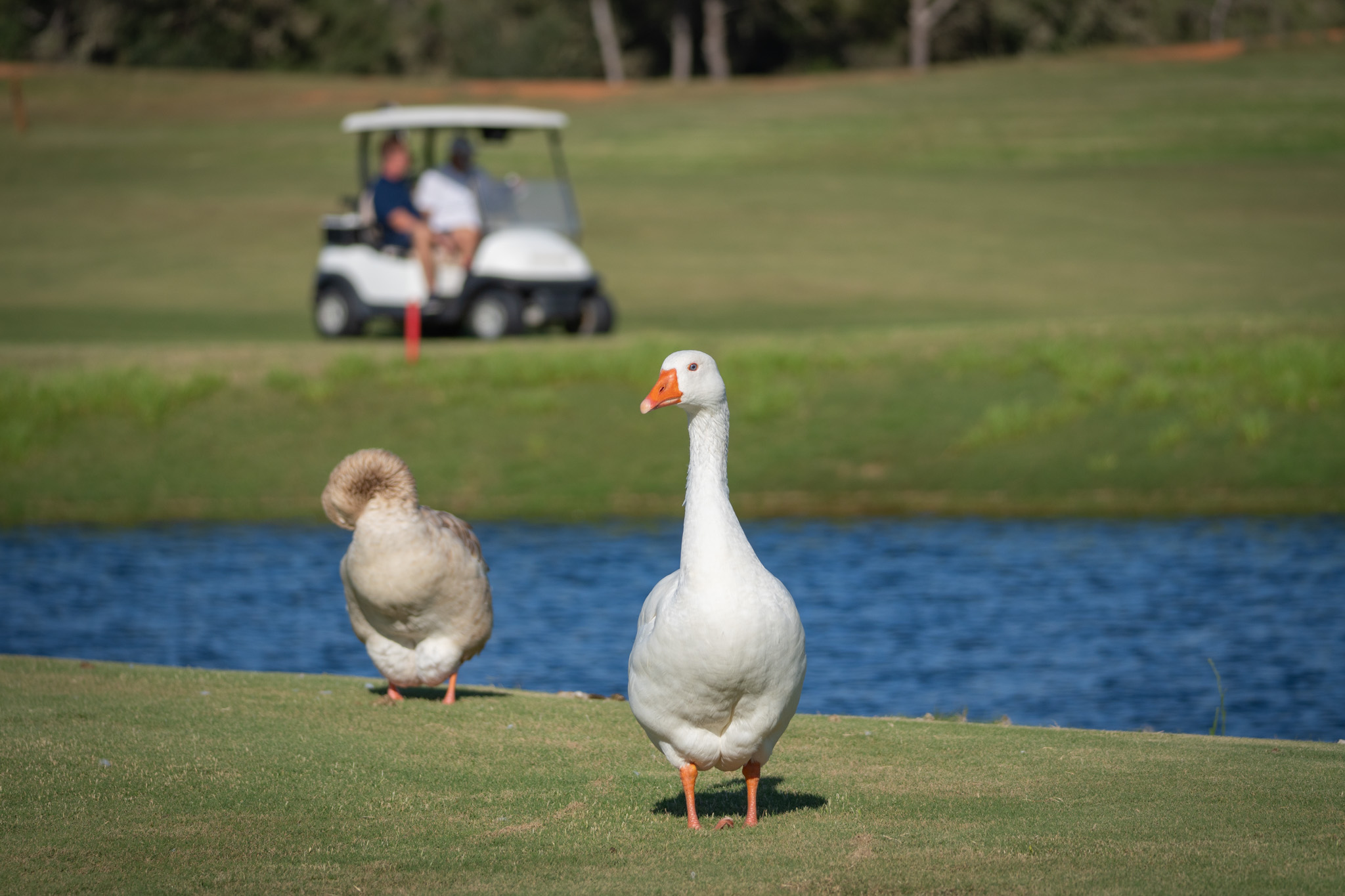 Gänse auf dem Golfplatz