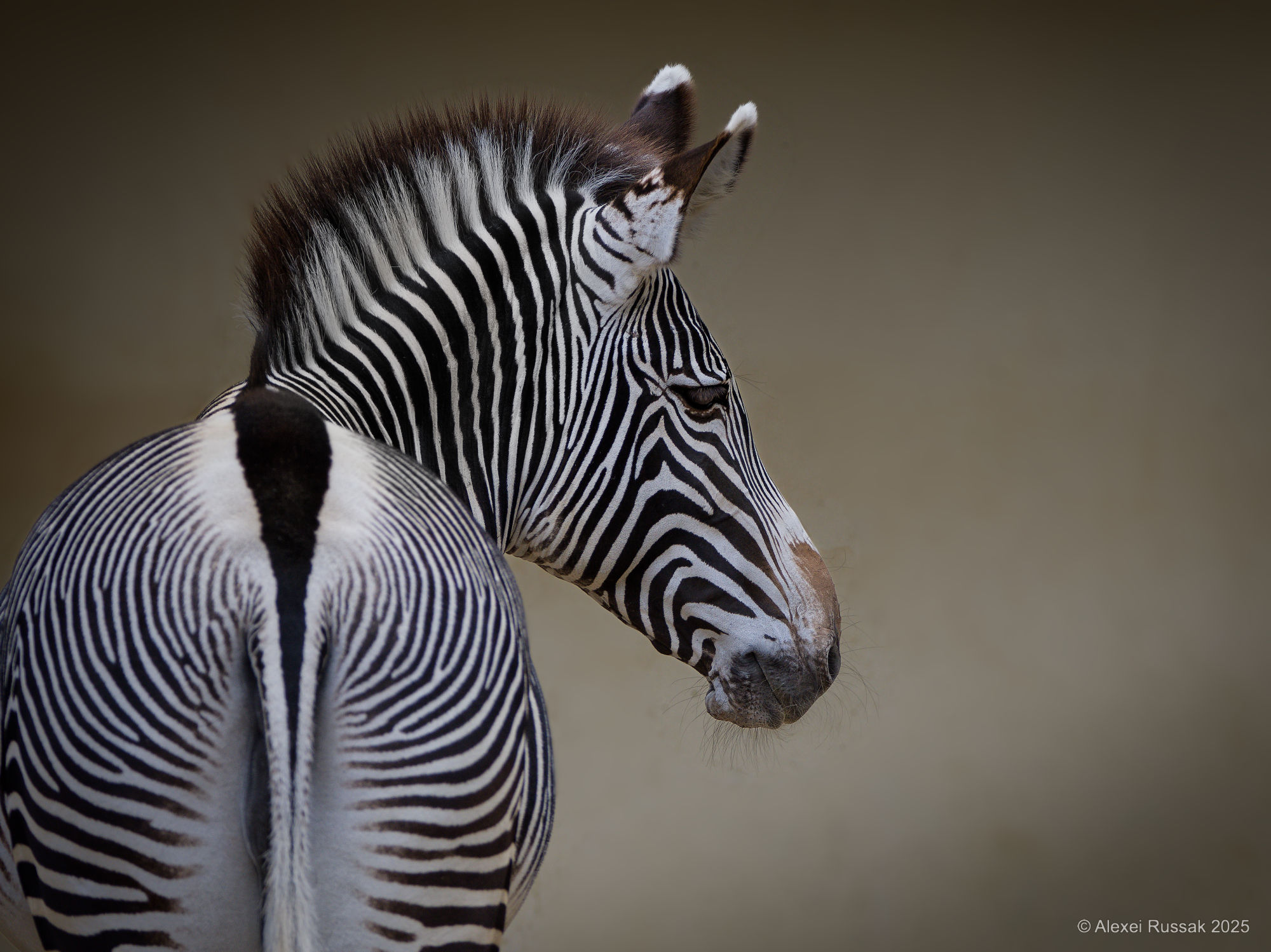 Zebra