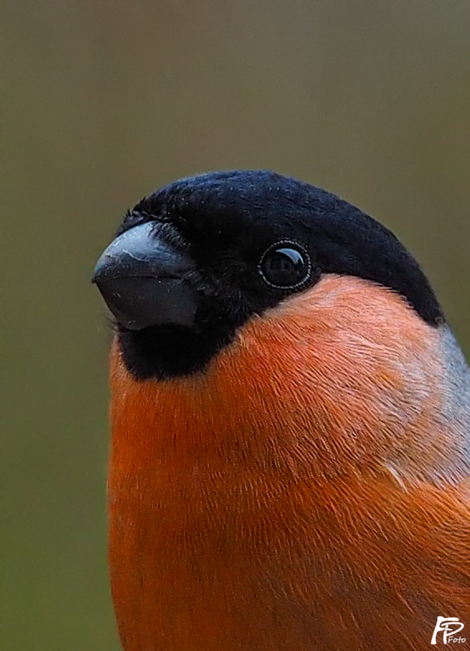 Portraitfoto Dompfaff