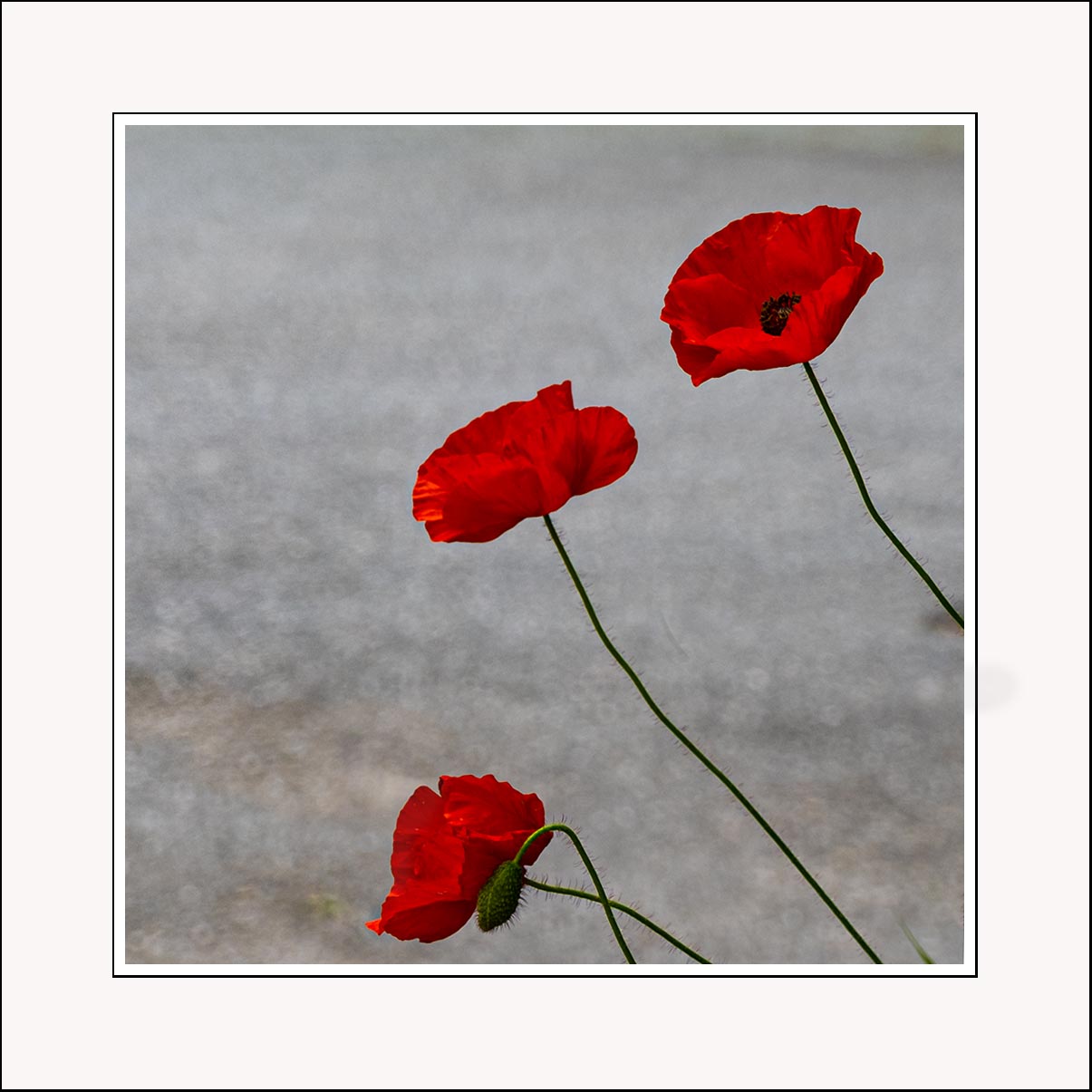 Mohn