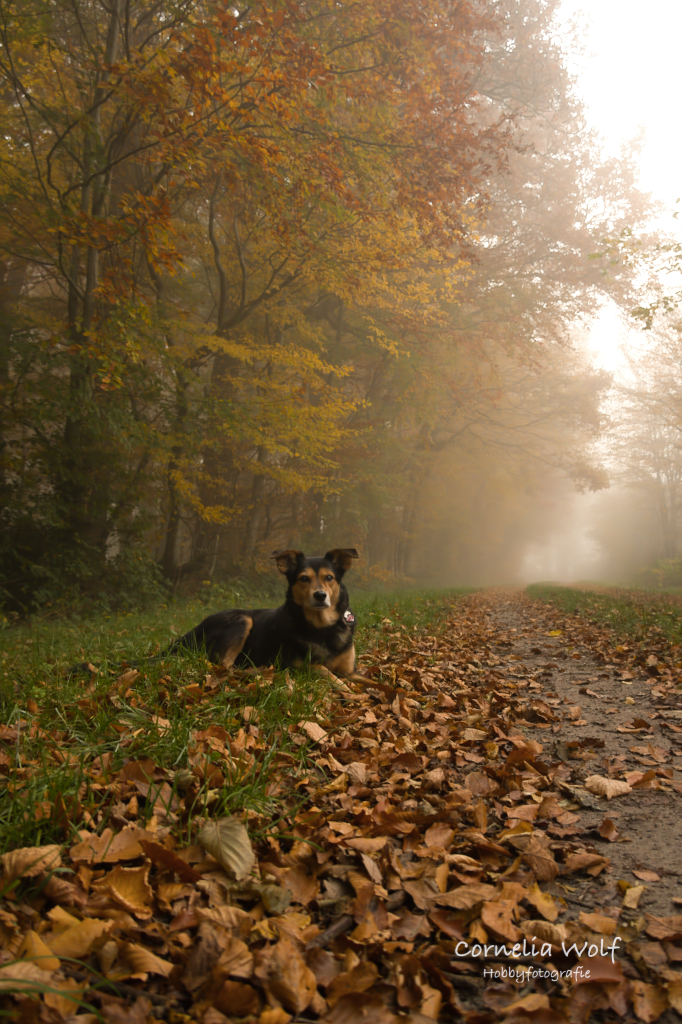 Gassirunde im Morgennebel