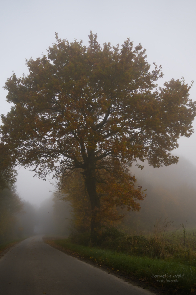 Nebel im Dorf