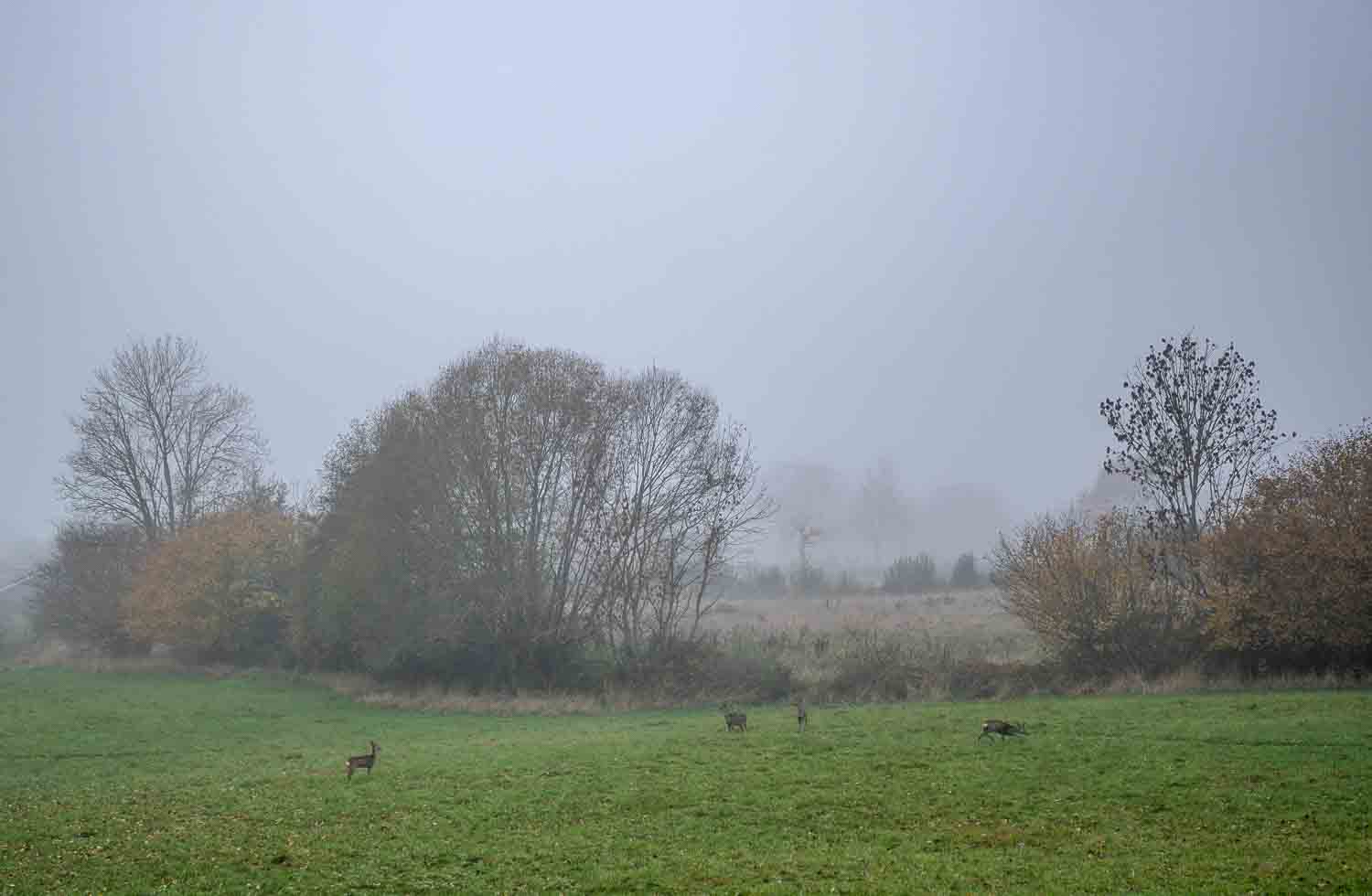 Landschaft im Nebel