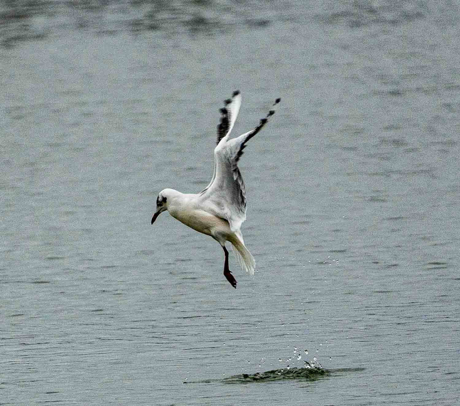 _..der Fisch war schneller