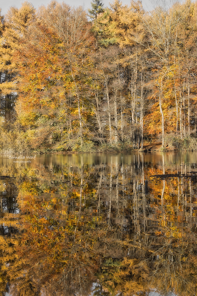 Spiegelung im Wasser