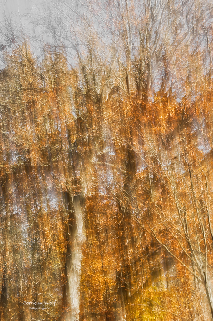 Herbstbaum ICM
