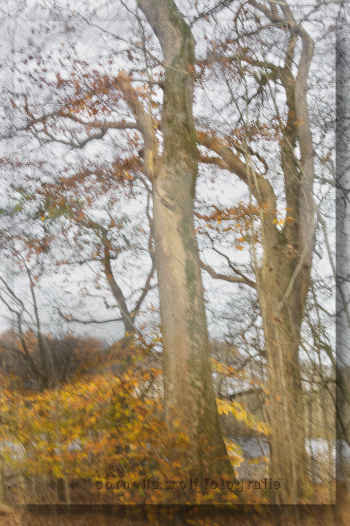 Die letzten Blätter fallen (ICM)