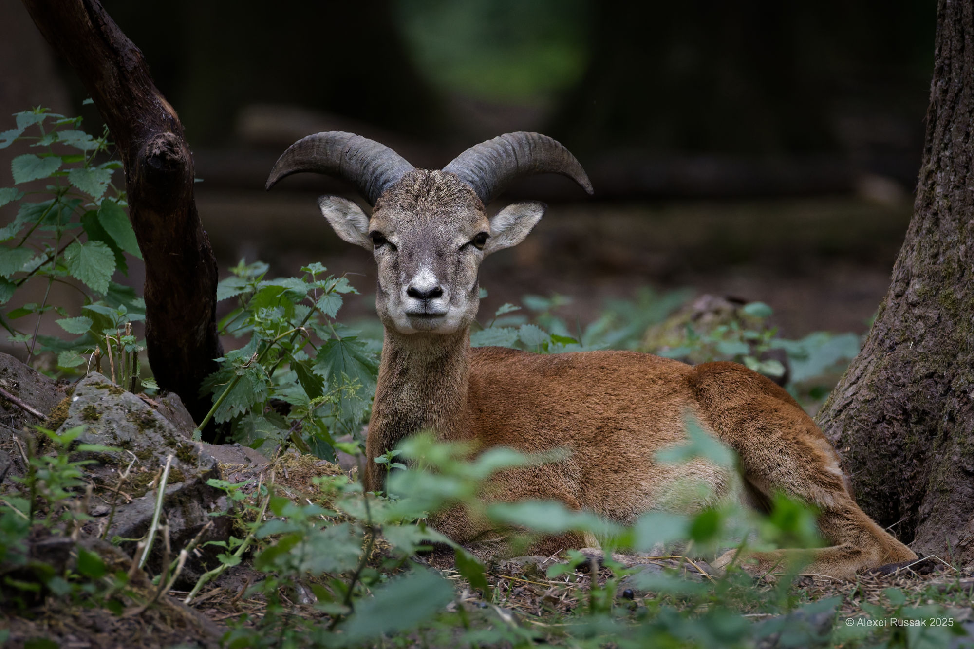 Alpensteinbock