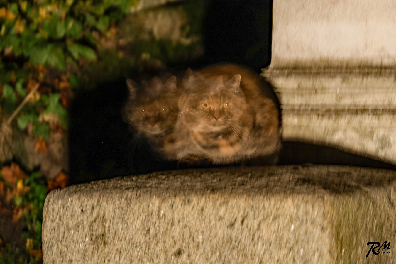 Katze mit zwei Köpfen.