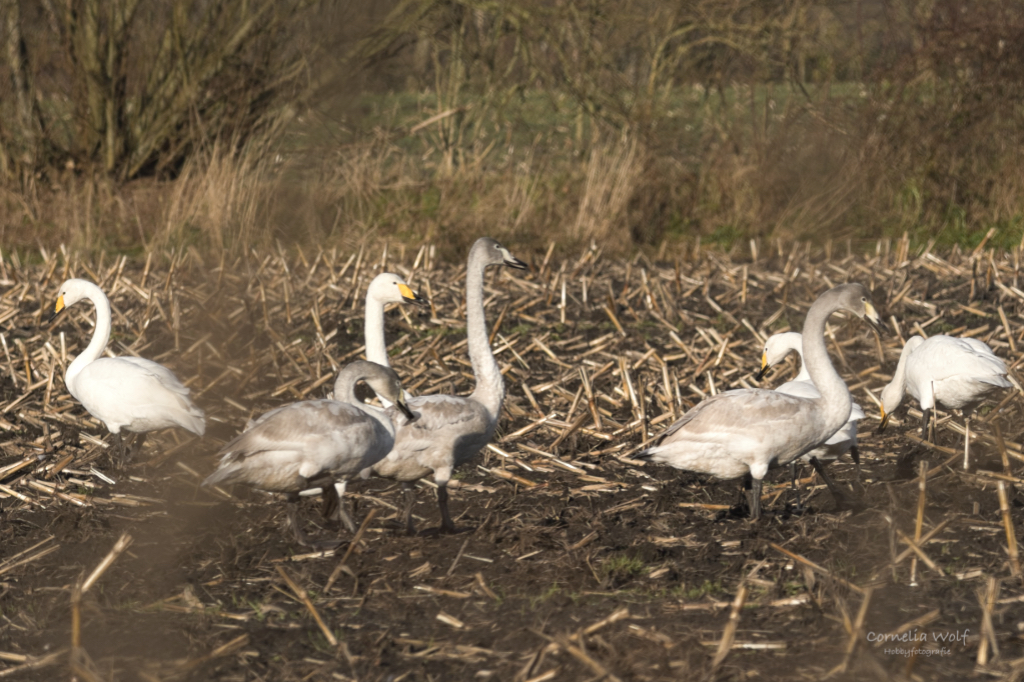 Singschwäne mit ihren Jungen