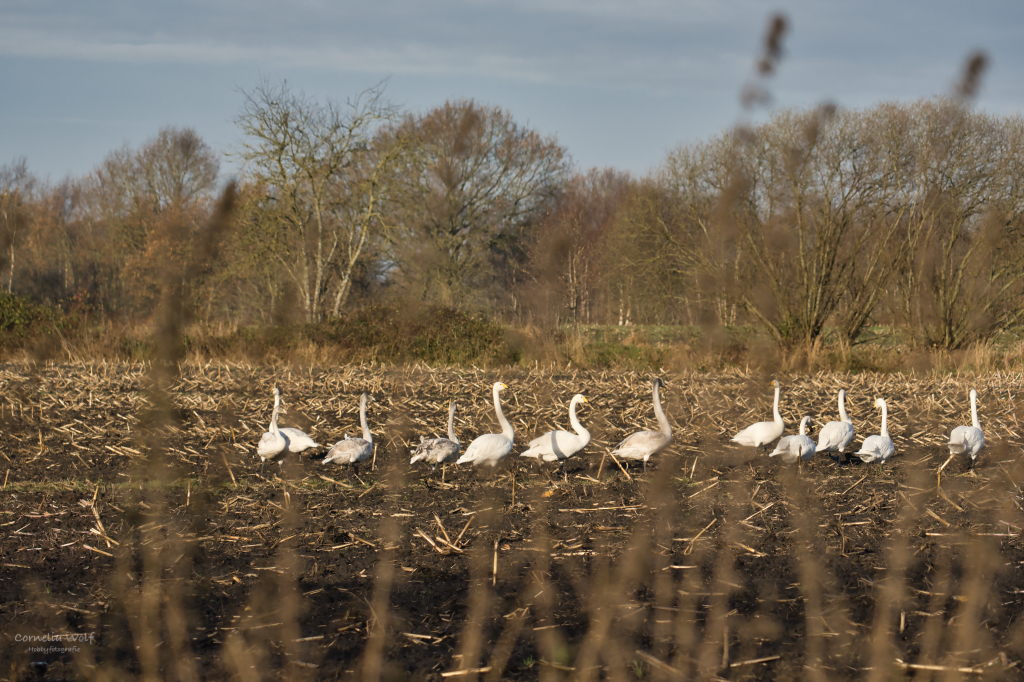 Singschwäne mit ihrem Nachwuchs