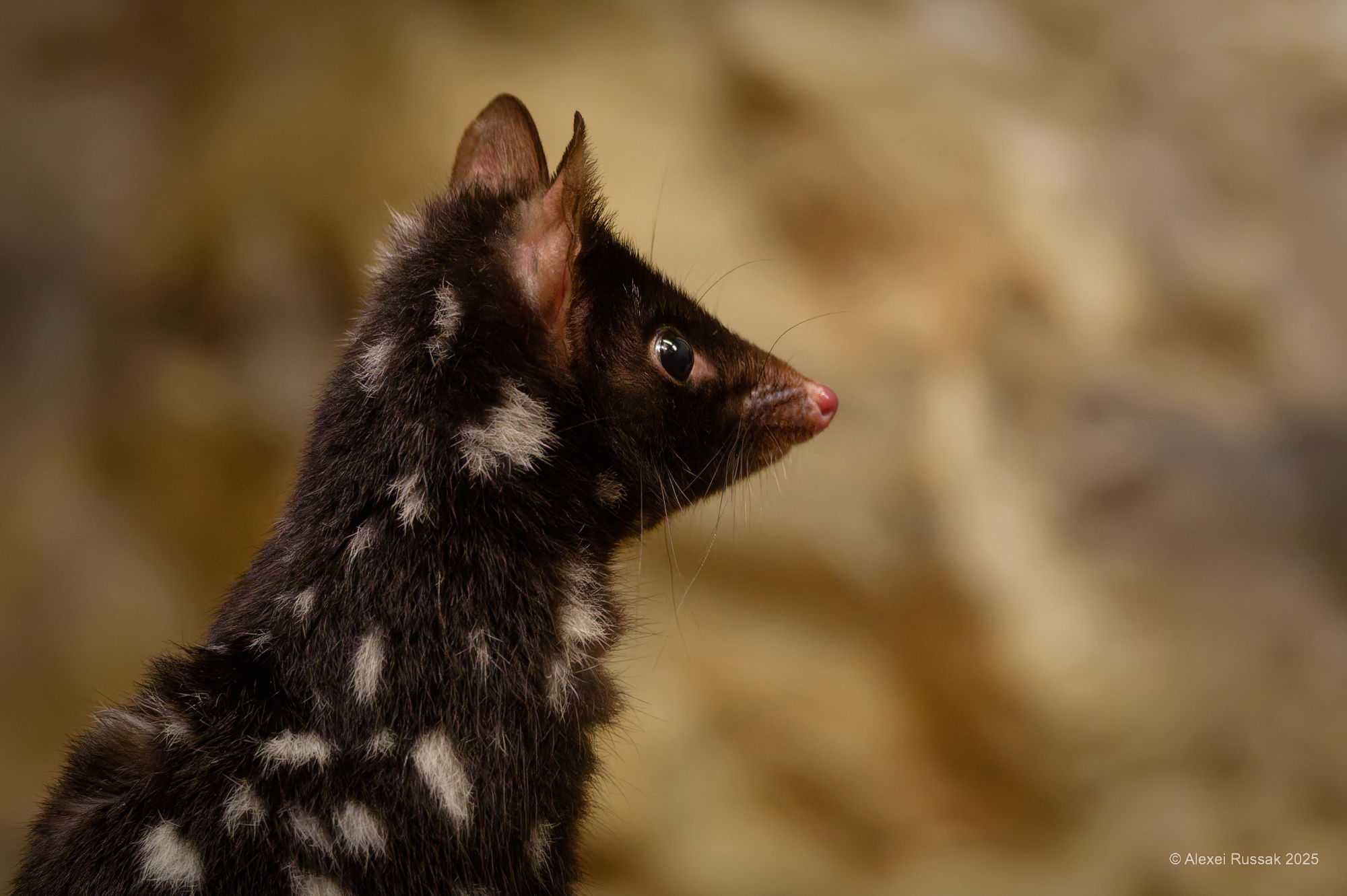 Quoll