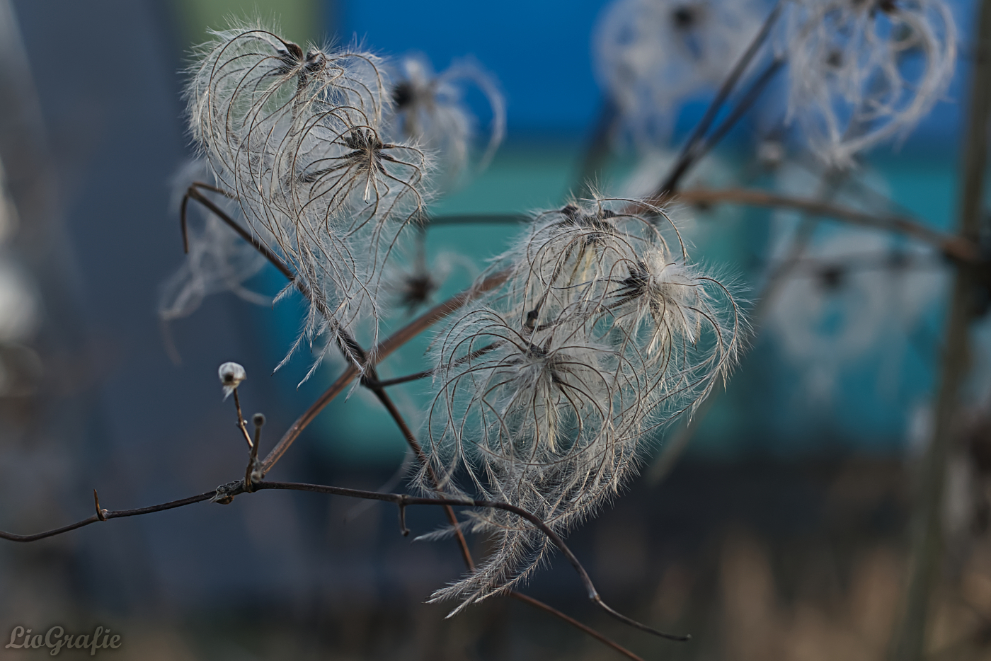 Fruchtstand einer Waldrebe