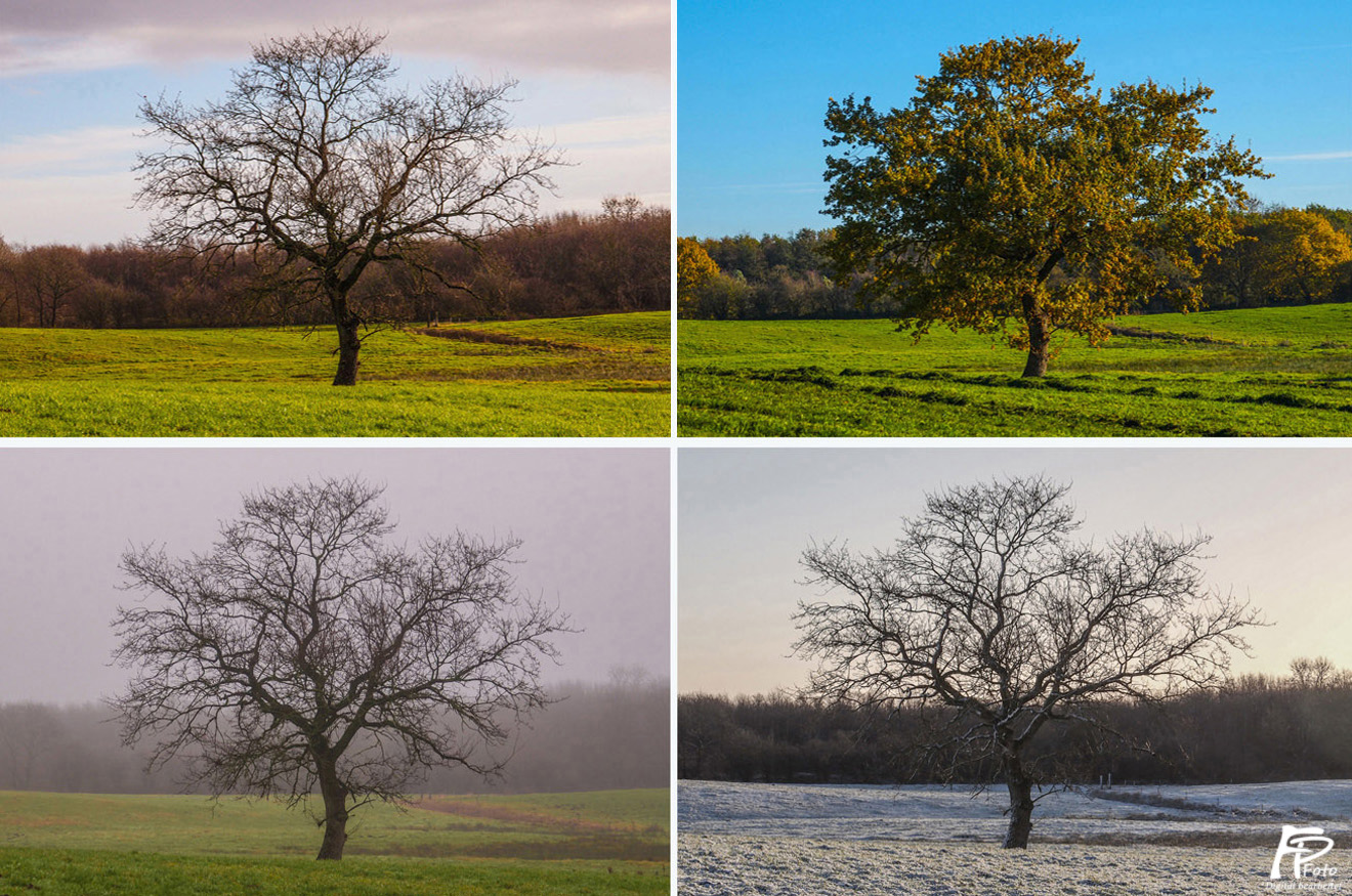 Ein Baum, vier Jahreszeiten