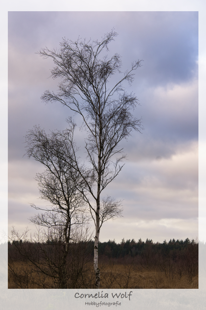 Zwischen den Jahren im Moor