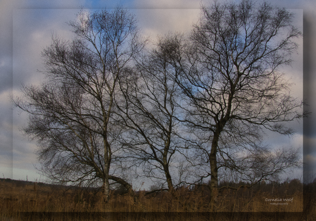 Baumgruppe im Moor