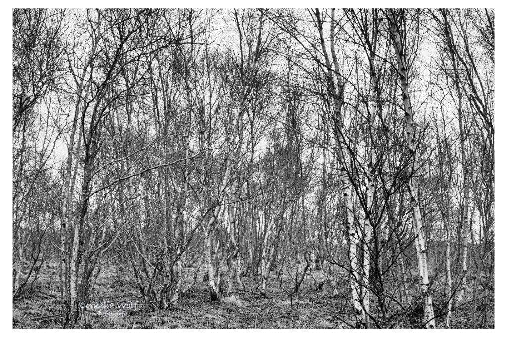 Kleines Birkenwäldchen