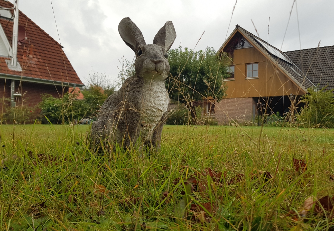 Hase - live im Garten