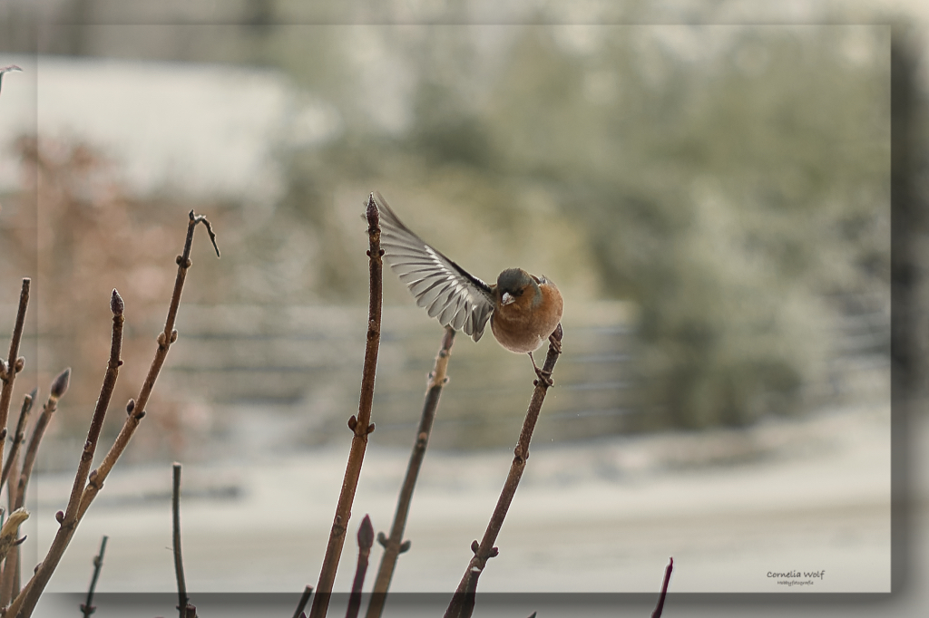 Da gehts zum Futterhäuschen