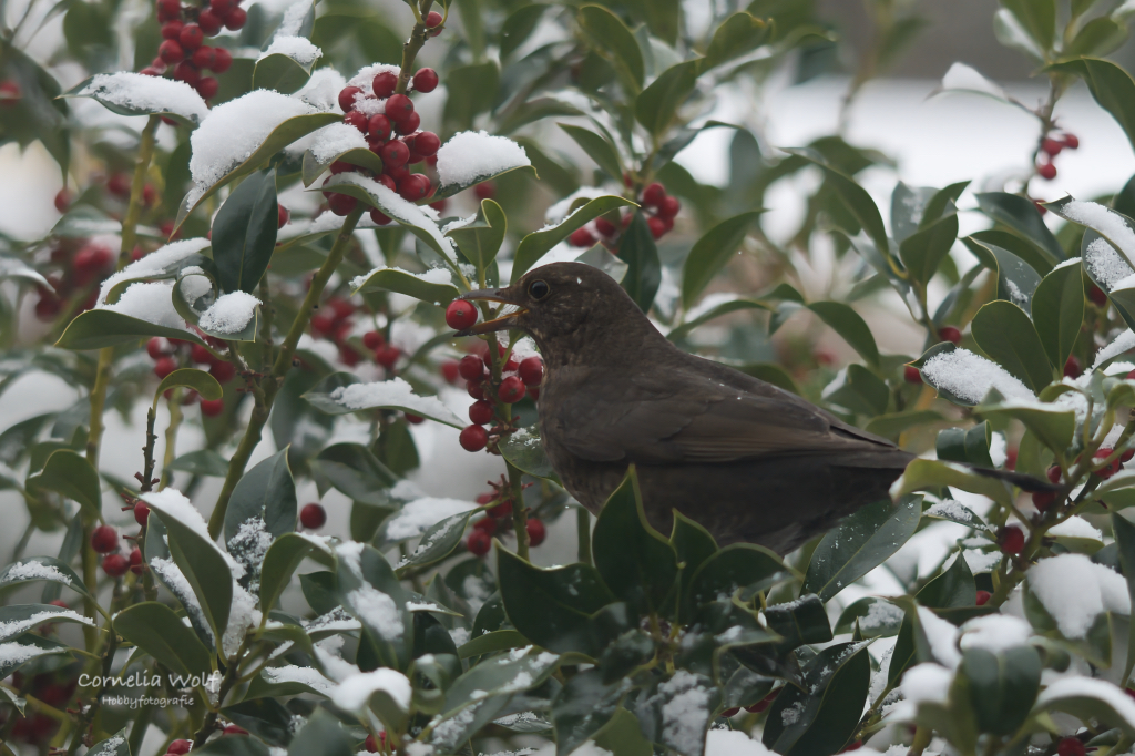 Amselmädchen beim Beeren naschen