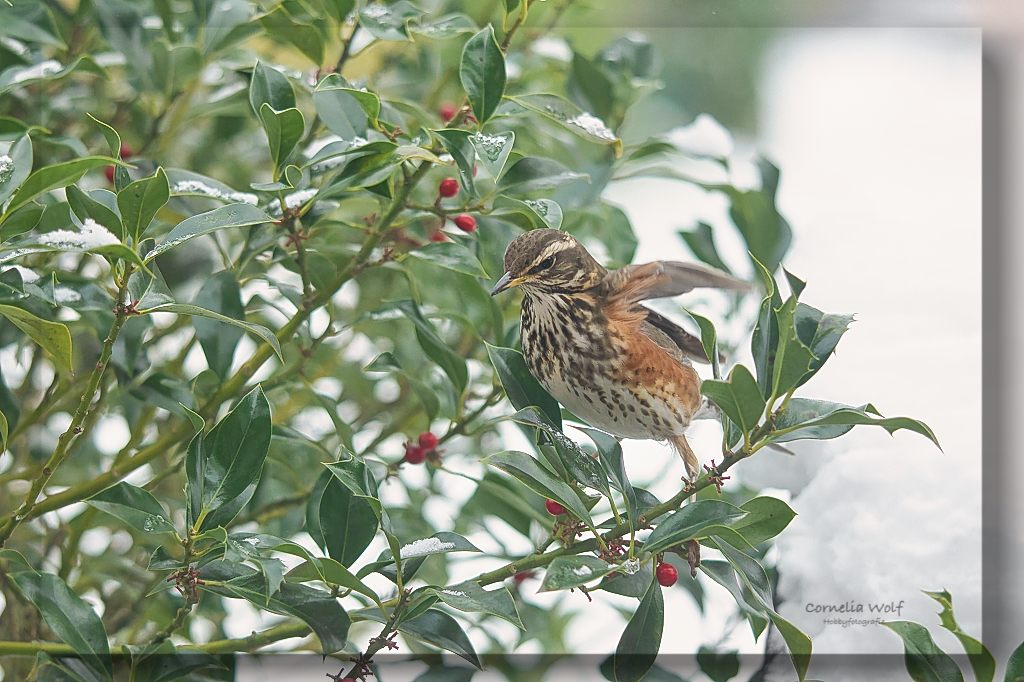 Rotdrossel im Anflug
