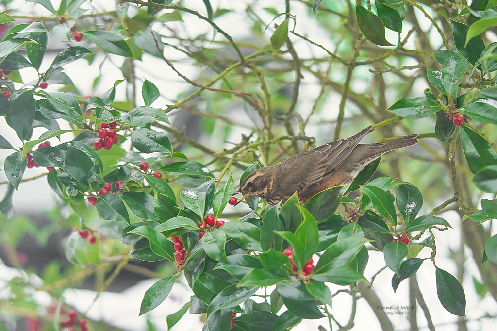 Noch eine Beere gefunden