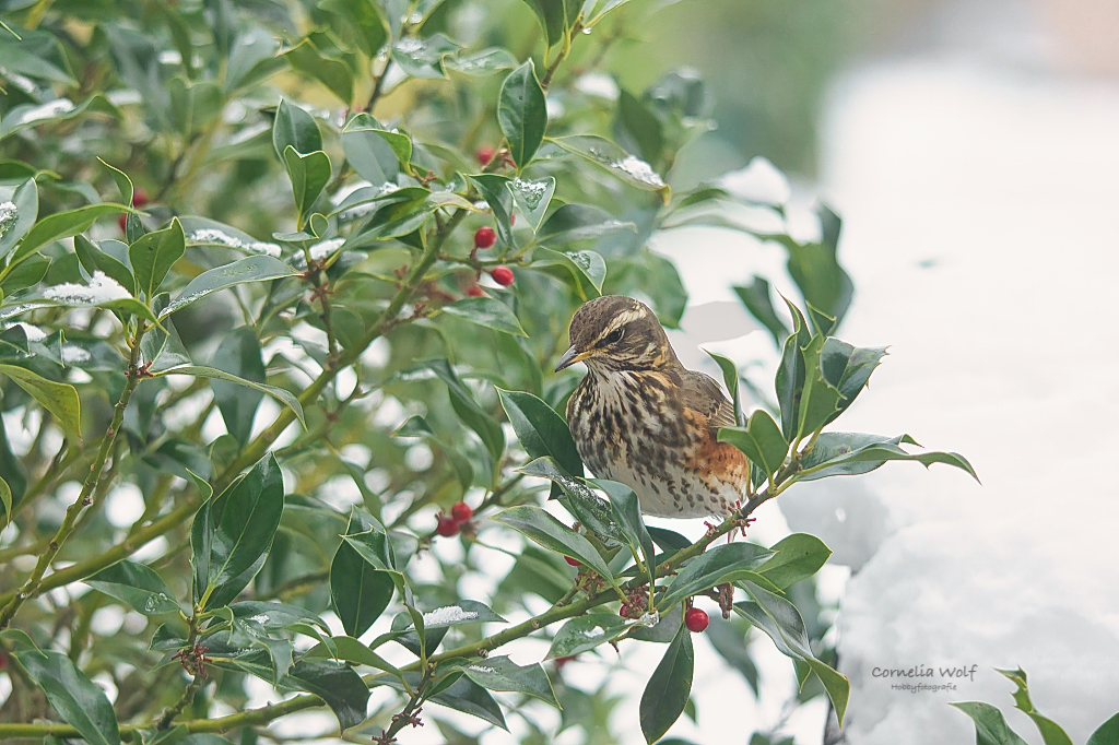 Rotdrossel auf Beeren-Suche