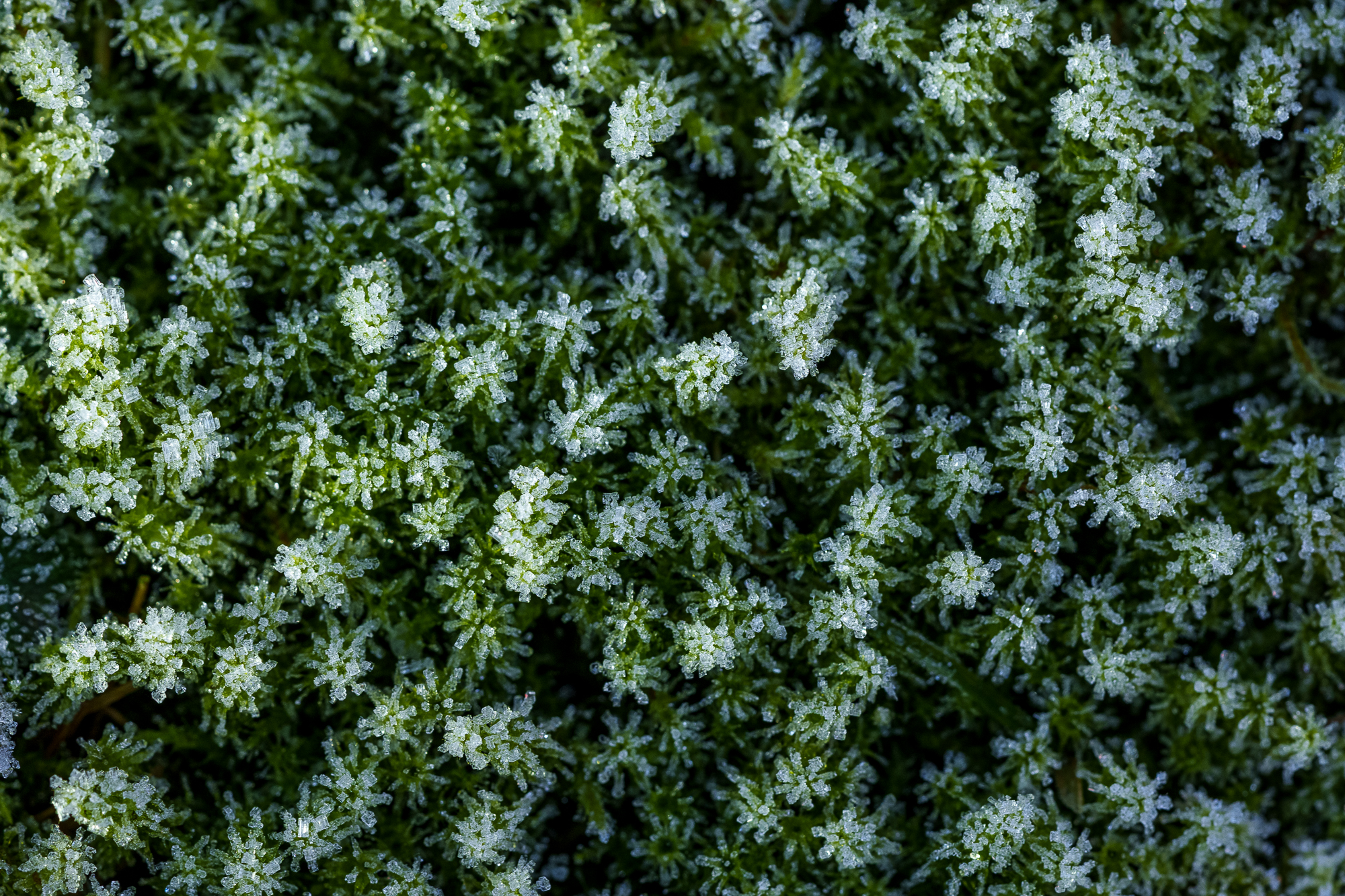 Eisfoto mit dem Macro