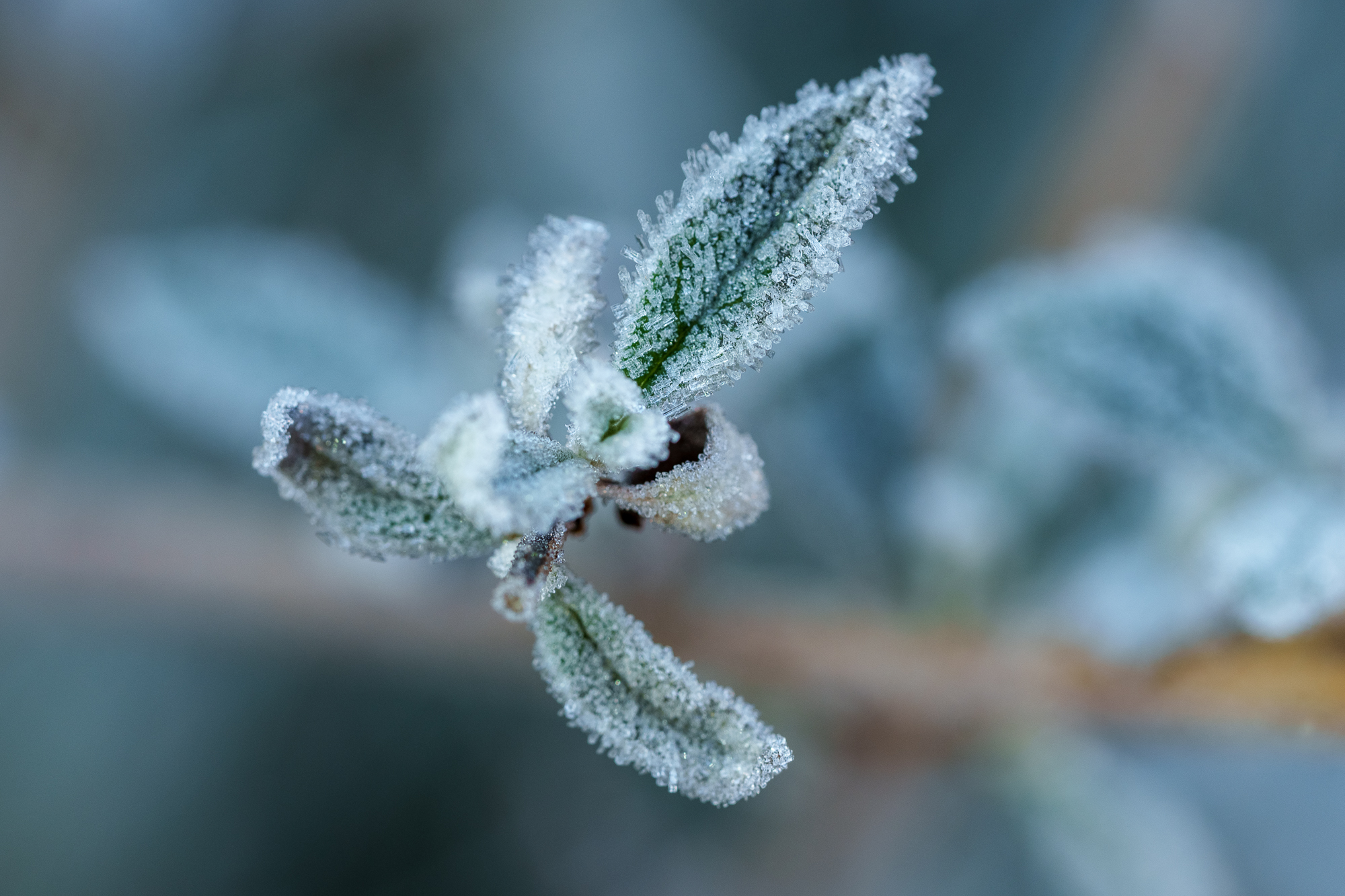 Eisfoto mit dem Makro