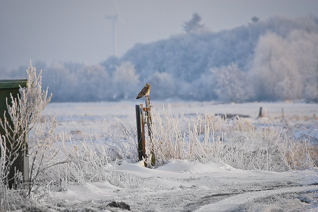 Sumpfohreule - ein Blick nach hinten