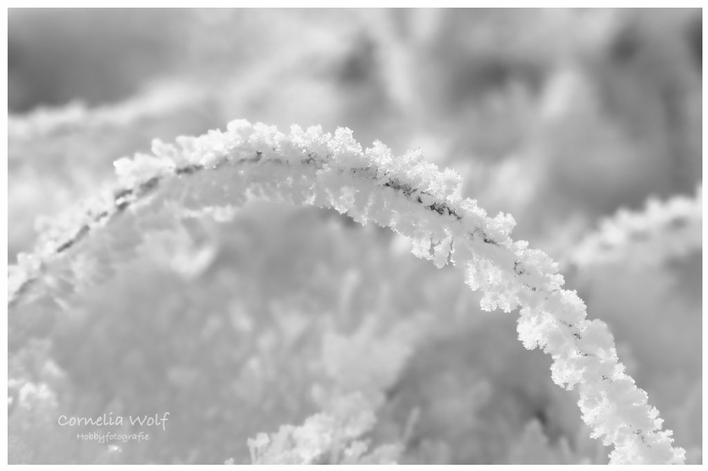 Grashalm mit Mäntelchen