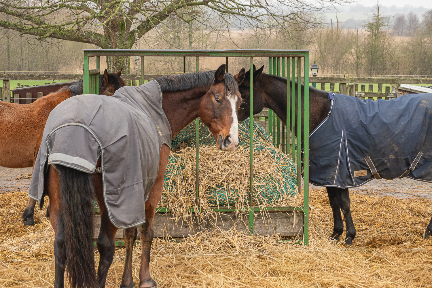 Pferde an der Heukrippe