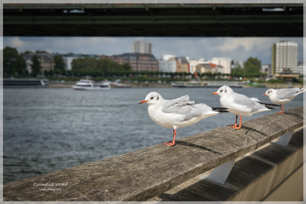 Auch hier sind viele Möwen