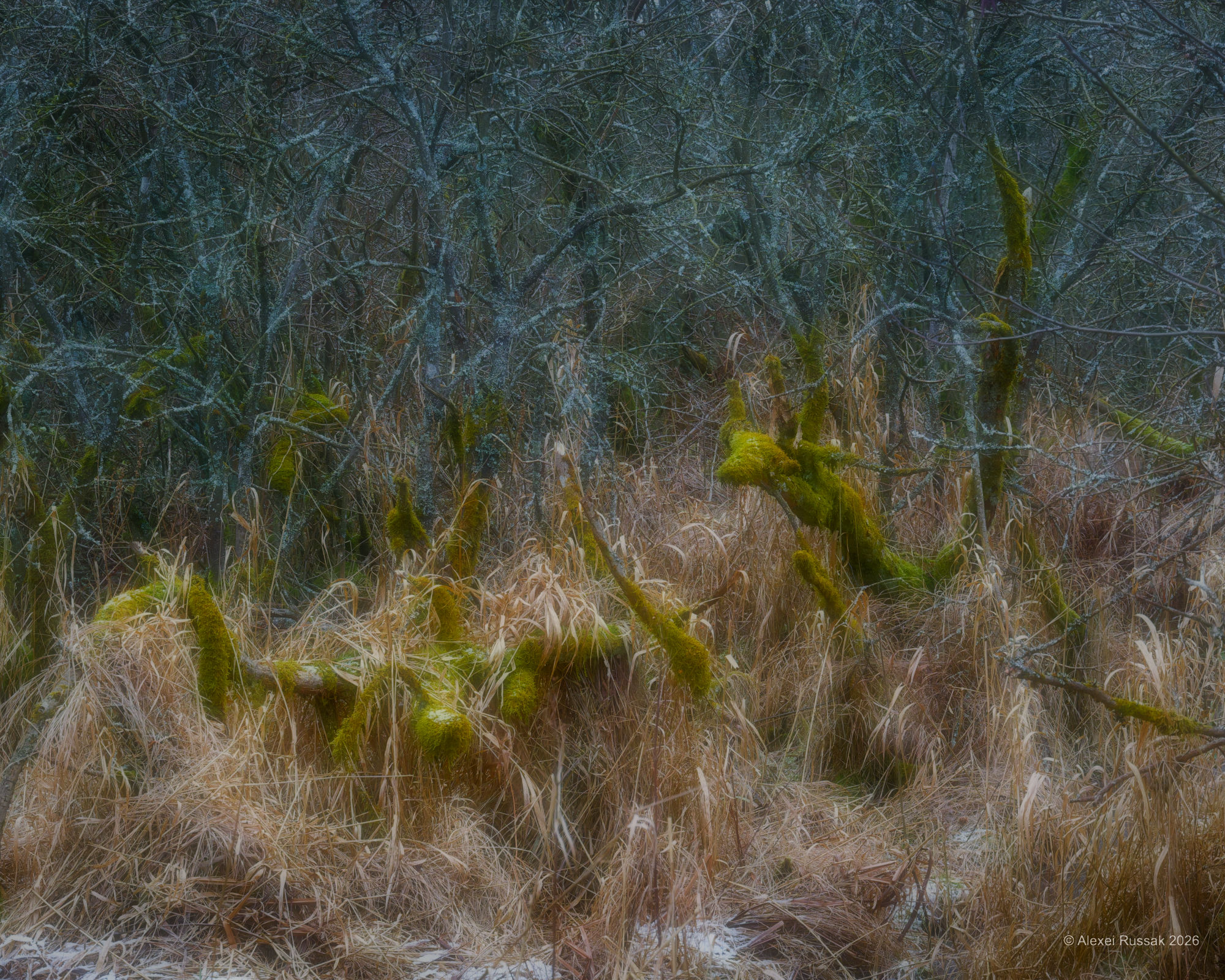 Zauberhaftes Moor II