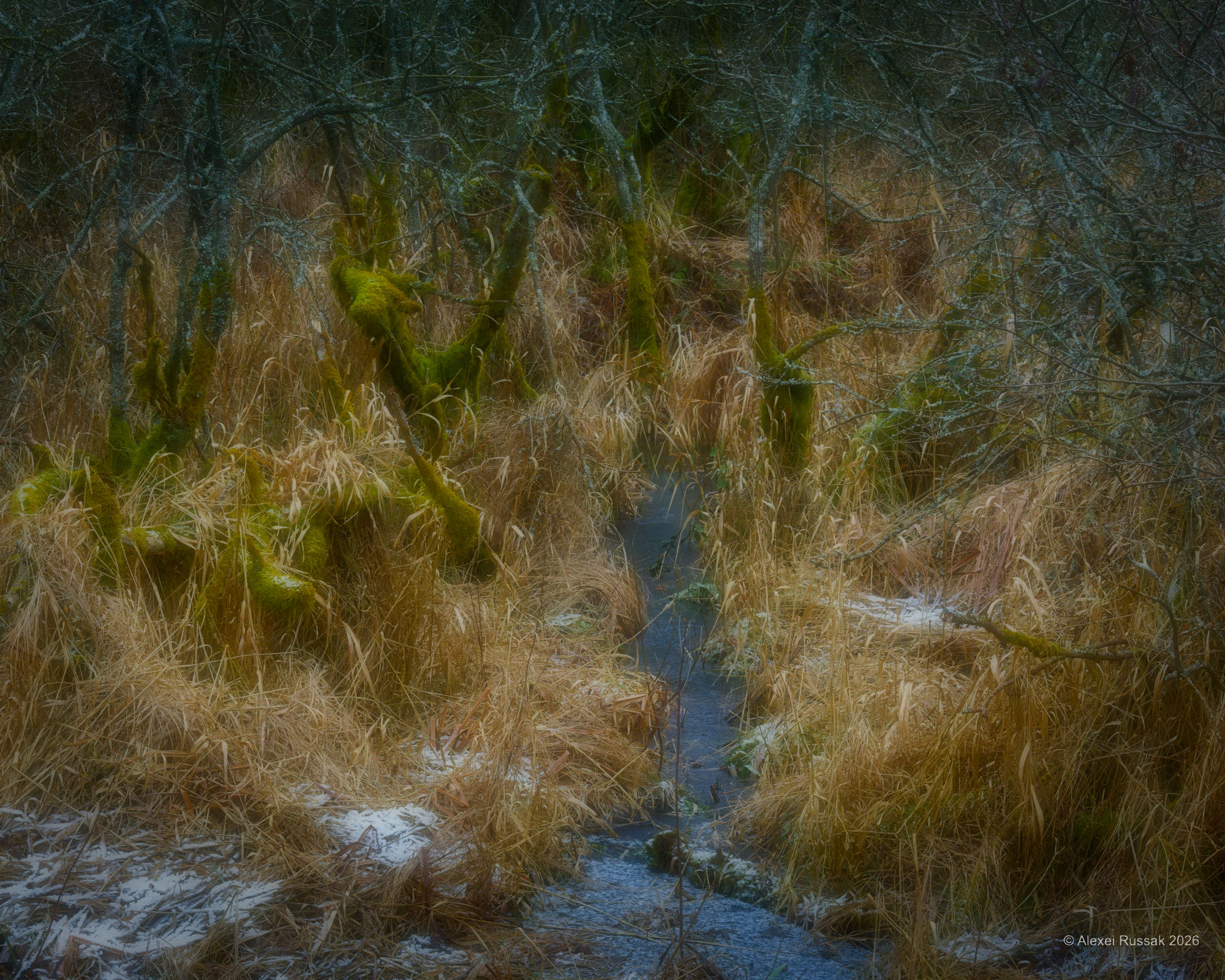 Zauberhaftes Moor III