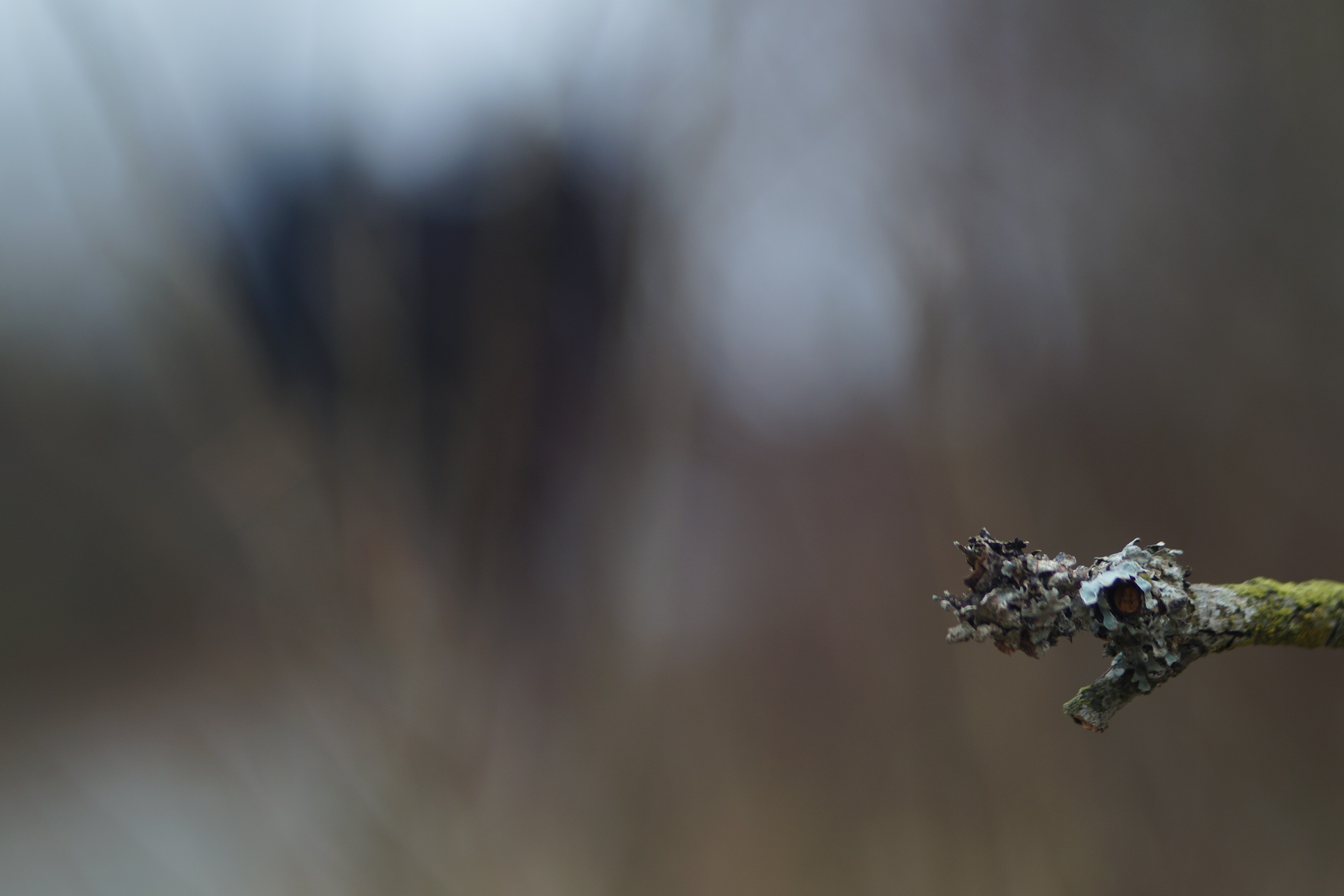 wildes Moor - mit Fotografen im Hintergrund