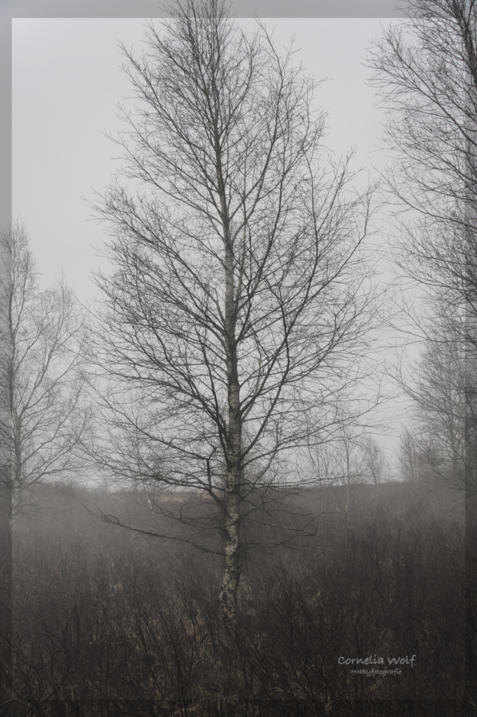 Birke im Moor