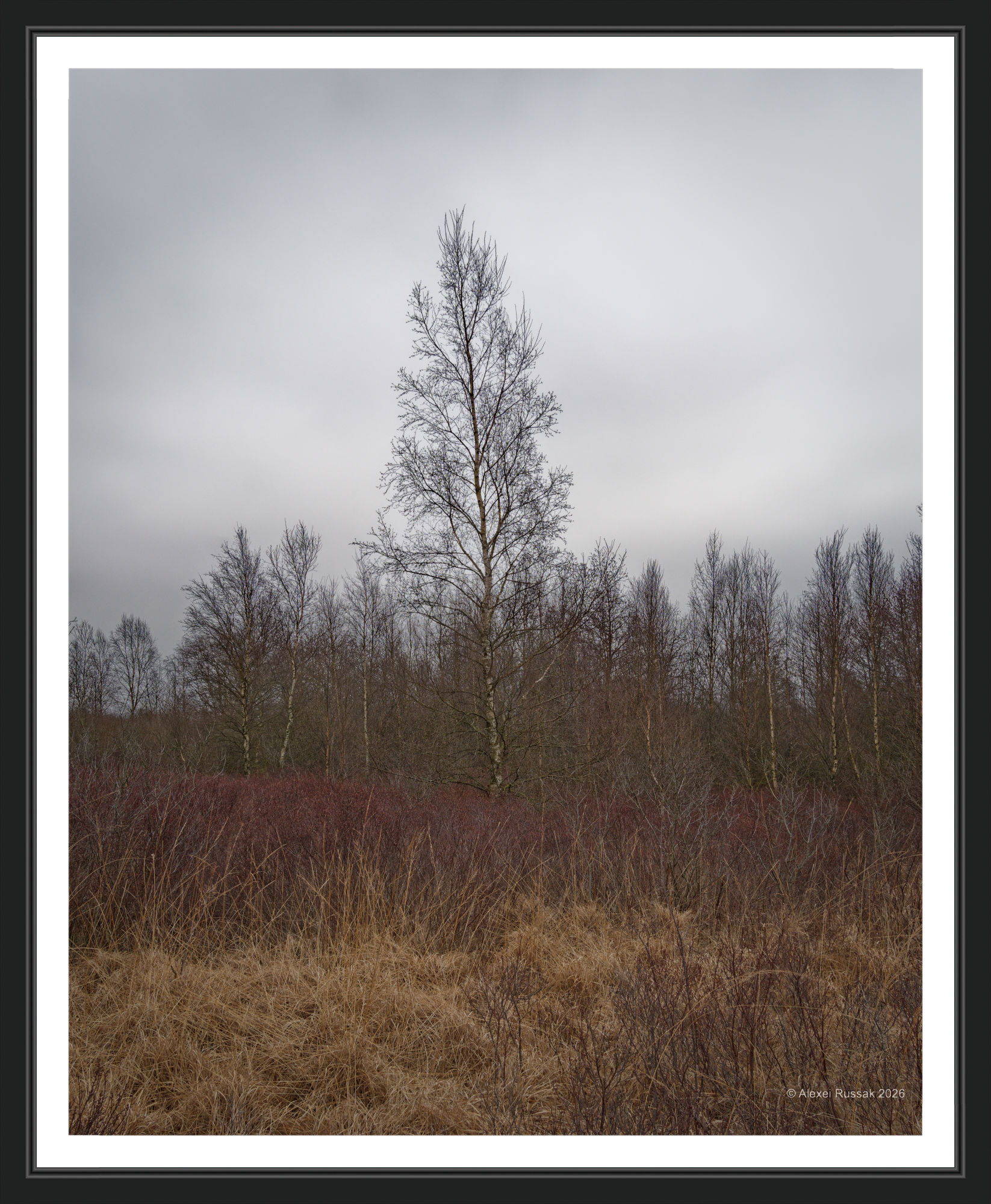 Wildes Moor - grauer Himmel II