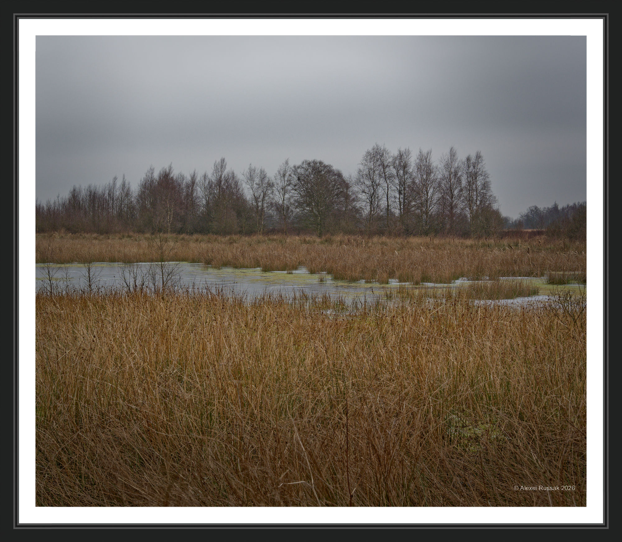 Wildes Moor - grauer Himmel III