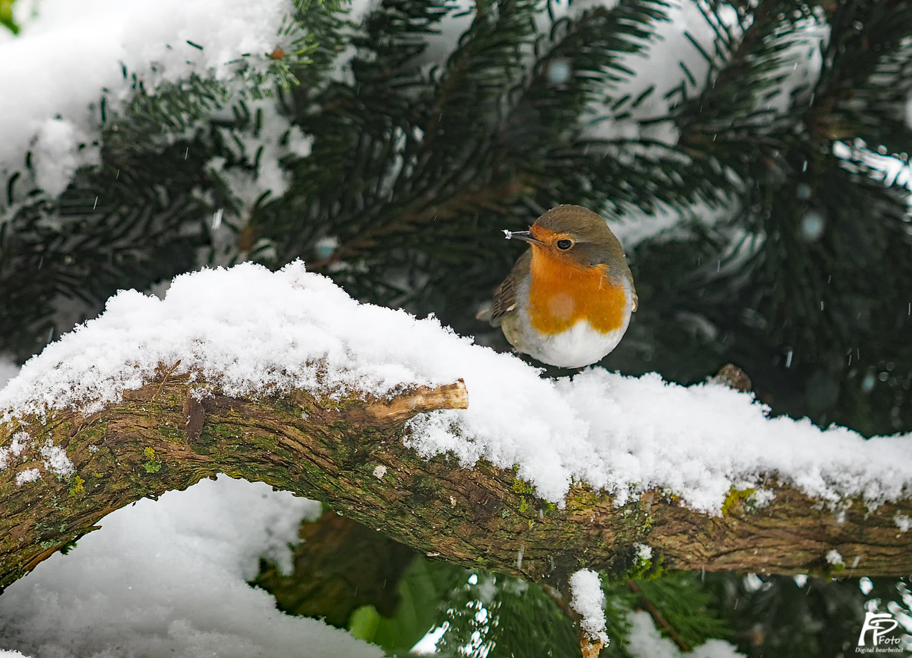 Rotkehlchen im Schnee