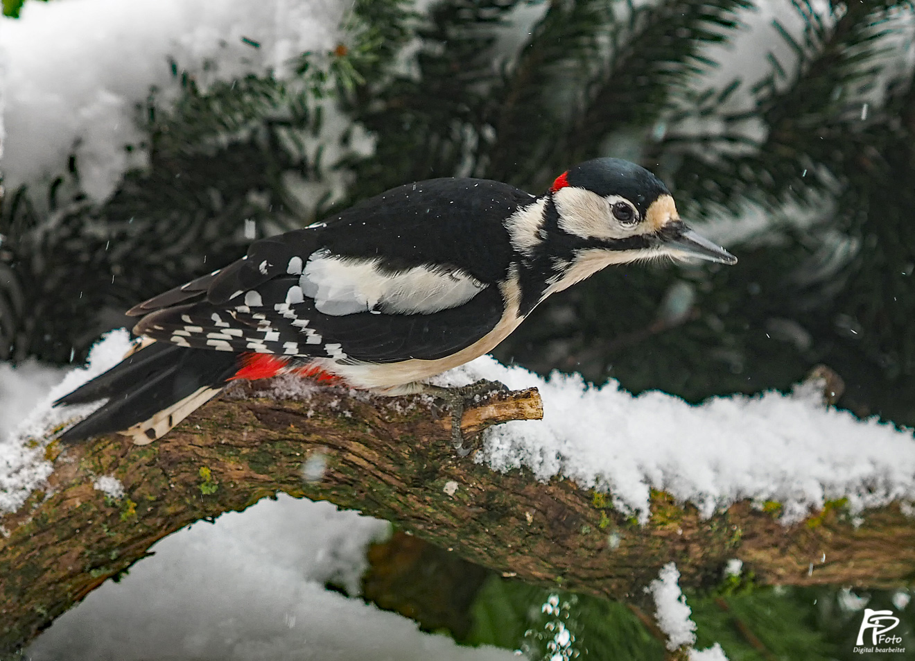 Specht im Schnee