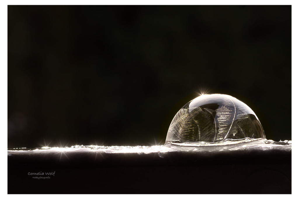 Eisblumen bei Minus 6,5 Grd.