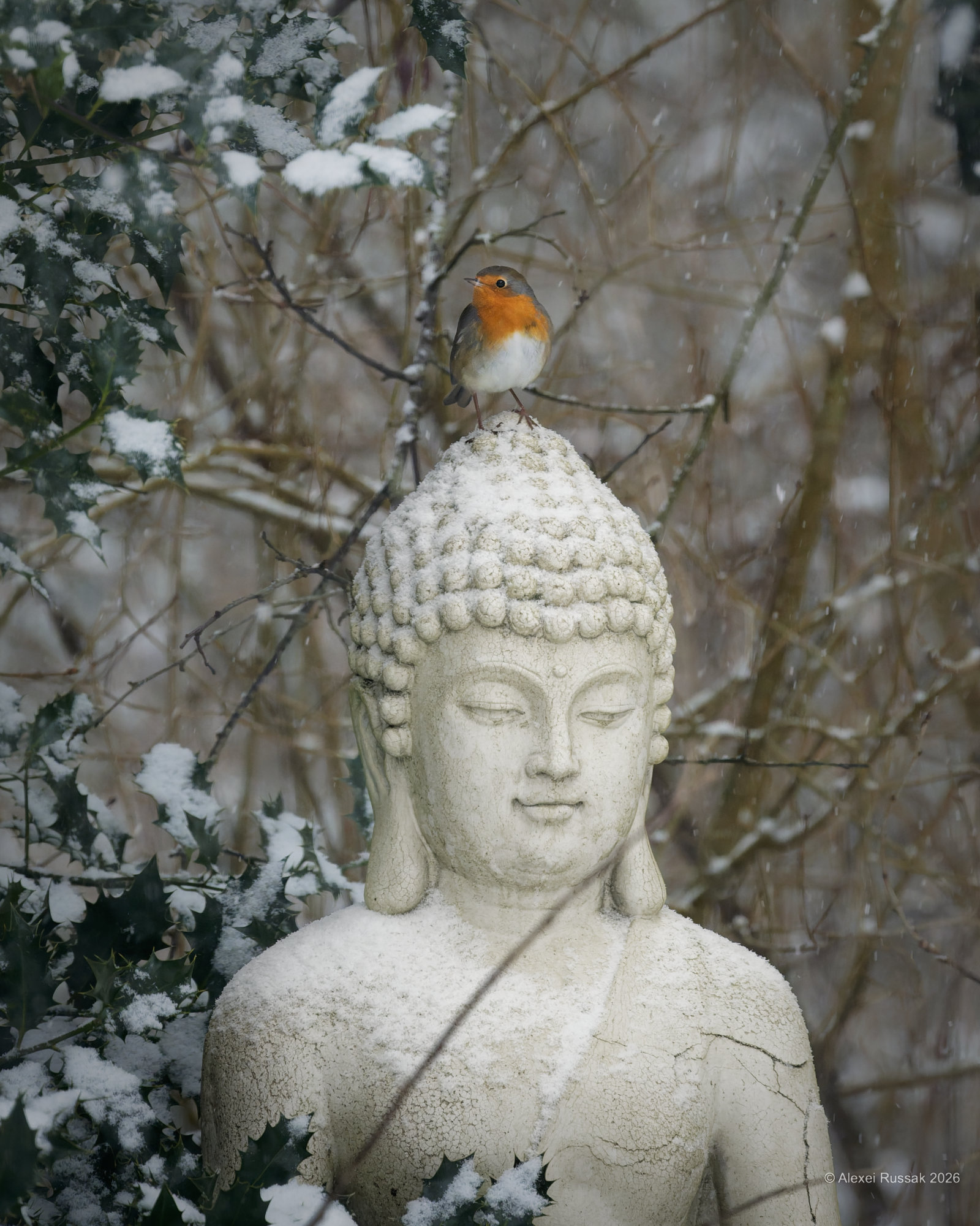 Das Rotkehlchen und Buddha