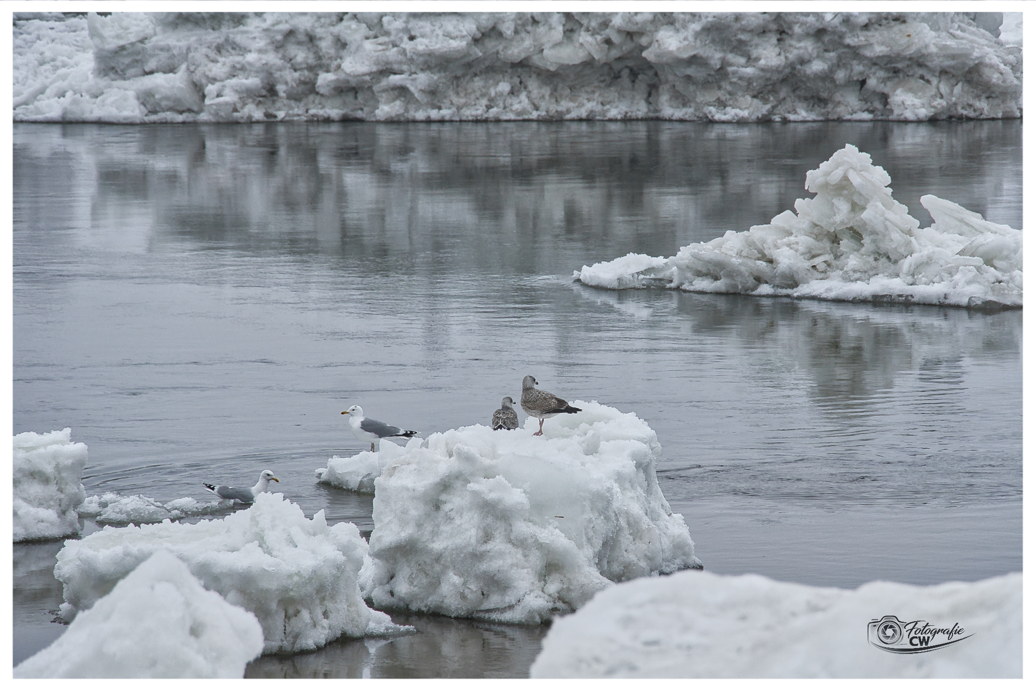 Möwen auf den Eisbergen an der Geesthachter Elbschleuse