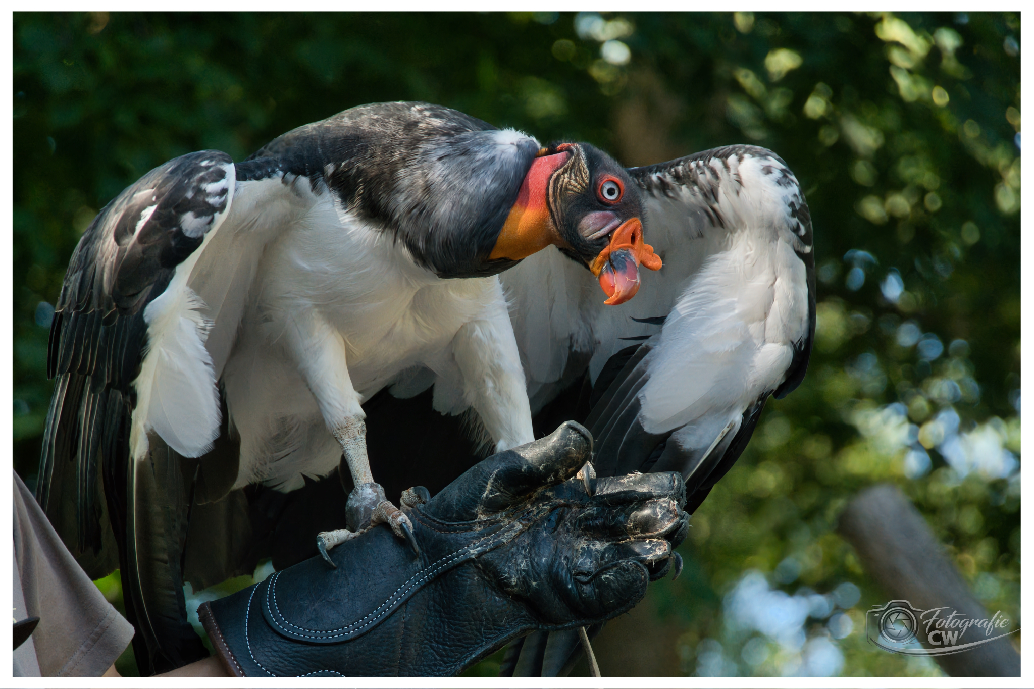 Königsgeier, Berliner Tierpark