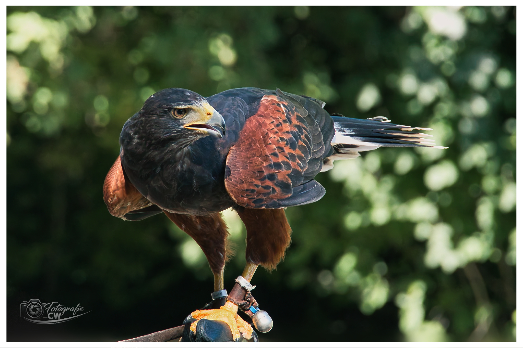 Wüstenbussard, Tierpark Berlin