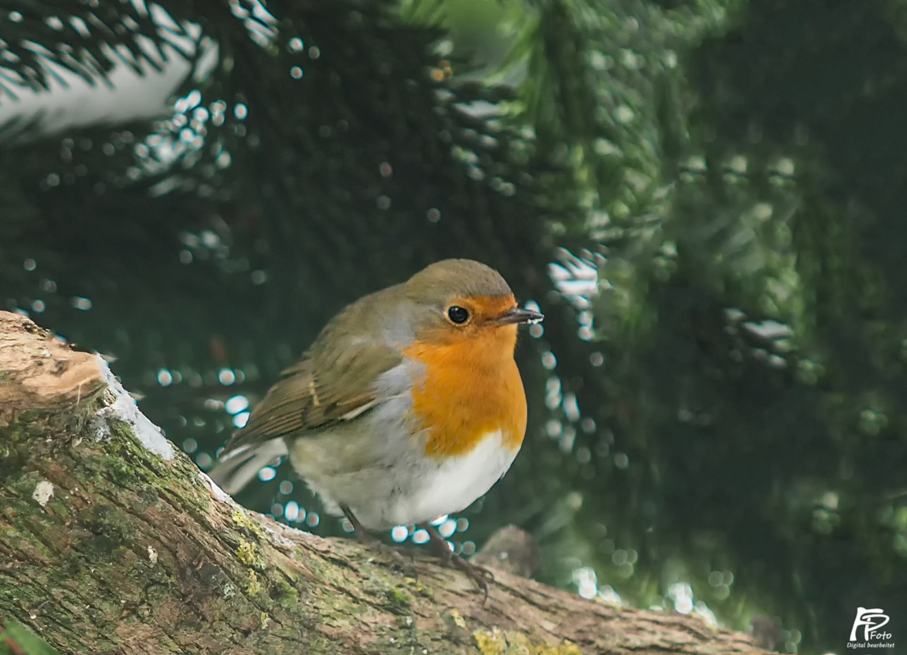 Rotkehlchen mit seiner orangefarbenen Brust