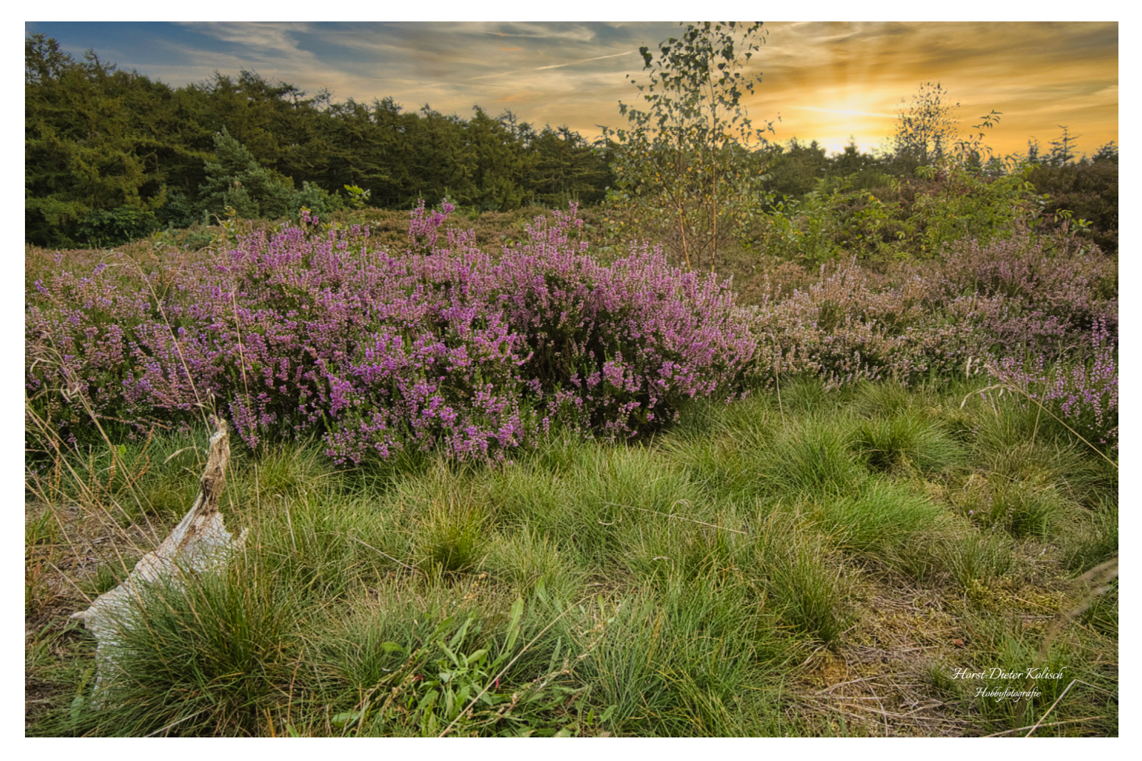 Binnendüne am Golfplatz Lohersand ⛳️
